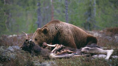  The Forest! Selviytyminen Karhun Kynsien Alta